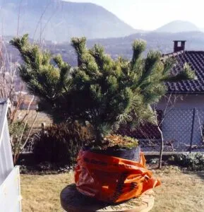 GiardinoQuesta immagine mostra un pino contorto in un vaso, che crea un bellissimo contrasto cromatico con la vegetazione circostante Ideale per aggiungere un tocco di carattere al tuo giardino o cortile, questa conifera è un ottimo riparo per la tua area verde