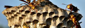 Vespa di terra, una delle soluzioni più comuni per la disinfestazione delle vespe da terra
