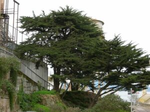 Questa immagine mostra una scena di un viale di cypress monterey, con unampia varietà di alberi coniferi, tra cui abeti, pini, tassi e piante in vaso, circondati da erba lussureggiante Tutto questo è sormontato da uno splendido cielo blu con unauto che viaggia in lontananza Un panorama che rappresenta alla perfezione la natura selvaggia e la vegetazione ricca di questa zona