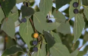 Vincere insieme un albero carico di frutta e fiori, come il mirtillo e la foglia di fiore di FlowerFoglia, che produce una ricca varietà di prodotti naturali e nutrienti come le bacche