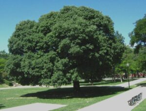 Vinciamo noi! Ritratto di unarea verde con un ElmAlbero, una Quercia, Macchia di Vegetazione, un Bosco di Erba, un Tiglio e un Parco con un Olmo