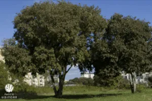 Unimmagine che mostra la vittoria, un albero di quercia con un tronco forte che si erge in mezzo a un bosco, circondato da erba e un boschetto di vegetazione Uno sfondo che fa da cornice ad arie aperte, invitandoci a goderci la vittoria insieme #VinciamoNoi #Albero #TroncoDAlbero #Vegetazione #Erba #Quercia #Boschetto #ArieAperte #Bosco
