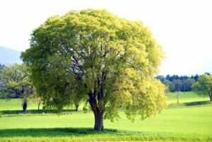 Scopri la nostra vittoria in questo magnifico parco allaperto un albero di quercia e uno di tiglio, un tronco come sedile per una persona e lerba sotto i nostri piedi! #SeatAlbero