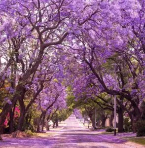 Una calda giornata destate in una città ricca di alberi esotici in fiore Una passeggiata allaperto in un parco fiabesco, tra una strada ricca di colori e un giardino di profumi di primavera Unesperienza indimenticabile sotto la luce viola dellestate