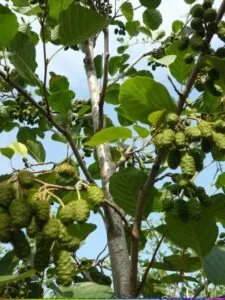 Un albero ontano bianco di LifePianta della famiglia Annonaceae, un esempio di vegetazione allaperto che rappresenta la natura con la sua vita una quercia o un platano esemplare
