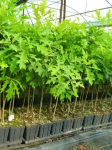 Un albero di quercia imponente che svetta orgoglioso in mezzo ad una palude, con le sue foglie verdi che si stagliano contro la vegetazione lussureggiante del giardino Una pianta in vaso arricchisce larea di giardinaggio, mentre una panchina offre un luogo di relax immerso nel suolo ricco di erba