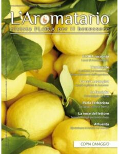 Formiche circondate da fette di limone e deodoranti a barra, rimedi naturali ed ecologici per allontanarle