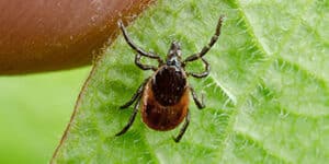 Immagine di una zecca incontrata in una casa, evidenziando leffetto del clima sulle infestazioni di zecche