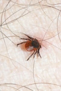 Immagine di una zecca domestica, un piccolo insetto parassita comune nelle case, rafforzando il concetto dellarticolo su come usare la candeggina per combattere le zecche