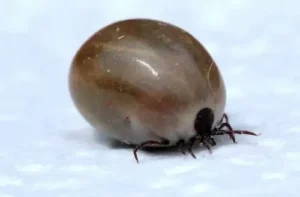 Immagine di una zecca allinterno di una casa, illustrazione al problema di infestazione delle zecche da rimuovere
