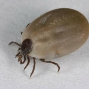 Immagine illustrativa di zecche e metodi naturali per eliminarle nellarticolo sui rimedi naturali contro le zecche
