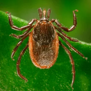 Immagine illustrativa di zecche in casa con metodi naturali per la loro eliminazione, in riferimento al nostro articolo sulla disinfestazione delle zecche in giardino utilizzando prodotti naturali