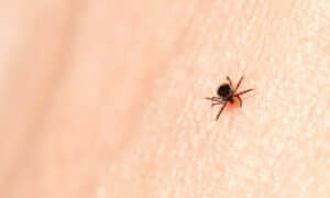 Zecche annidate in diversi angoli nascosti di una casa, illustrazione di potenziali rischi e pericoli legati alle zecche