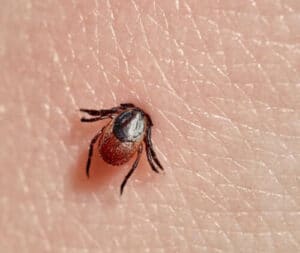 Zecche in casa trovate su un tappeto, pericolo per gli animali domestici