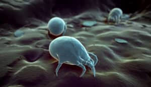 Zecche verdi su sfondo bianco, immagine utilizzata per illustrare allergie causate dagli acari